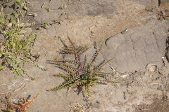 Ammannia baccifera